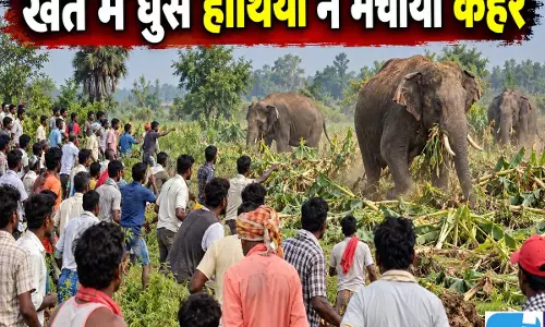 मक्का की फसल खाने पहुंचे हाथियों के झुंड ने ली शिक्षक की जान मक्का की फसल खाने पहुंचे हाथियों के झुंड ने ली शिक्षक की जान