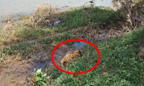 राजिम में पैरी नदी से दो अज्ञात शव बरामद