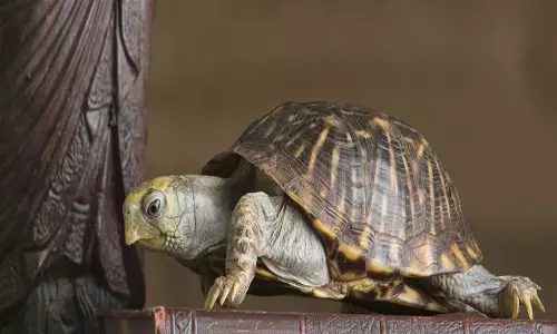 घर में कछुआ रखने का सही तरीका क्या है फेंगशुई से जानें