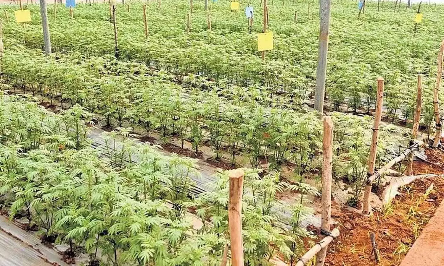 Andhra: 1,094 करोड़ रुपये की योजना के साथ तिरुपति के लिए प्रमुख बागवानी प्रोत्साहन Andhra: 1,094 करोड़ रुपये की योजना के साथ तिरुपति के लिए प्रमुख बागवानी प्रोत्साहन