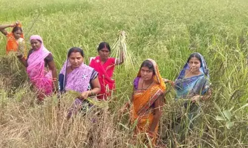 सेवा संकल्प अभियान: औषधीय खस की खेती से आत्मनिर्भरता की ओर बढ़ते कदम