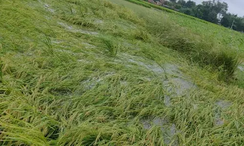 बारिश ने बिगाड़ा किसानों का हिसाब, लक्सर में धान की फसल प्रभावित
