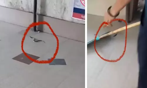 इंदौर के MY अस्पताल की नई OPD में घुसा सांप, कर्मचारियों और मरीजों में मचा हड़कंप इंदौर के MY अस्पताल की नई OPD में घुसा सांप, कर्मचारियों और मरीजों में मचा हड़कंप
