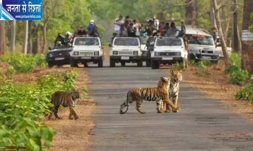 मध्य प्रदेश के टाइगर रिजर्व में सफारी के दौरान मोबाइल इस्तेमाल पर रोक, 1 अक्टूबर से नया नियम मध्य प्रदेश के टाइगर रिजर्व में सफारी के दौरान मोबाइल इस्तेमाल पर रोक, 1 अक्टूबर से नया नियम
