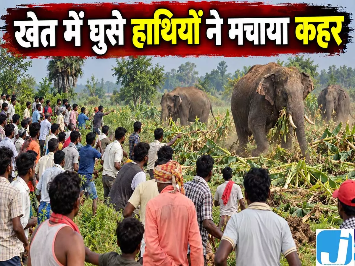 मक्का की फसल खाने पहुंचे हाथियों के झुंड ने ली शिक्षक की जान मक्का की फसल खाने पहुंचे हाथियों के झुंड ने ली शिक्षक की जान