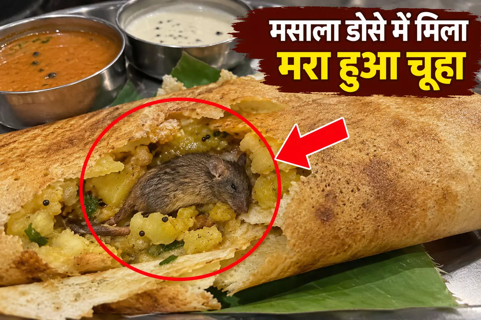 मसाला डोसे में मिला मरा हुआ चूहा, बोरिवली के रेस्टोरेंट का वीडियो वायरल मसाला डोसे में मिला मरा हुआ चूहा, बोरिवली के रेस्टोरेंट का वीडियो वायरल