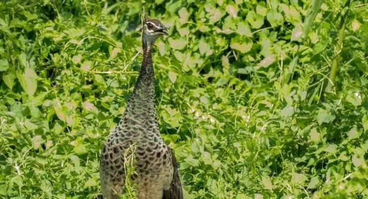 Assam: ओरंग नेशनल पार्क में पहली बार भारतीय मोर देखा गया Assam: ओरंग नेशनल पार्क में पहली बार भारतीय मोर देखा गया