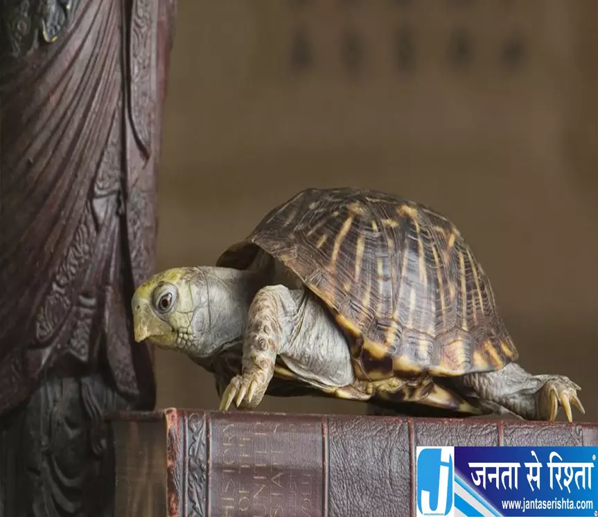 घर में कछुआ रखने का सही तरीका क्या है फेंगशुई से जानें घर में कछुआ रखने का सही तरीका क्या है फेंगशुई से जानें