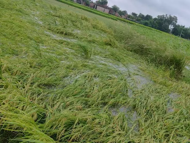 बारिश ने बिगाड़ा किसानों का हिसाब, लक्सर में धान की फसल प्रभावित बारिश ने बिगाड़ा किसानों का हिसाब, लक्सर में धान की फसल प्रभावित