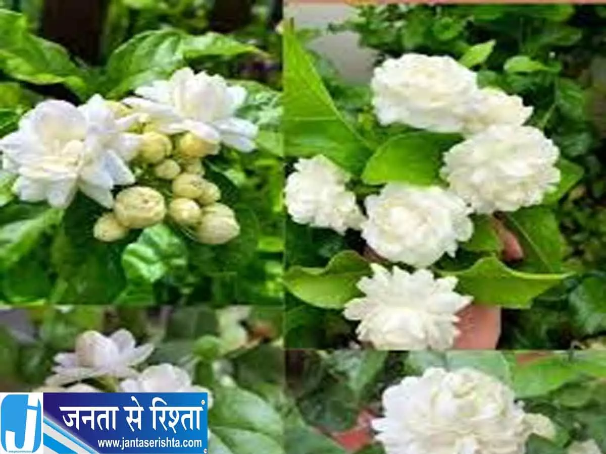 घर को महकाएंगे ये 5 फूल देखभाल भी बेहद आसान घर को महकाएंगे ये 5 फूल देखभाल भी बेहद आसान