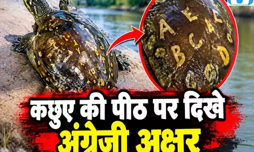 गंडक के बाढ़ के पानी में मिला ‘अक्षरों वाला’ कछुआ, देखकर हैरान रह गए लोग