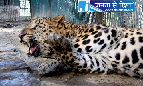 हिमाचल में मानव-पशु संघर्ष का अध्ययन करेगा संस्थान
