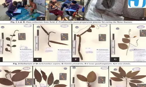 हड्डी टूटने पर त्रिपुरा में अपनाया जाता है पारंपरिक वन उपचार