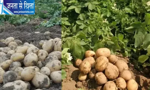 शिमला की उन्नत आलू तकनीक पहुंचेगी ताजिकिस्तान, भारत ने बढ़ाया कृषि सहयोग शिमला की उन्नत आलू तकनीक पहुंचेगी ताजिकिस्तान, भारत ने बढ़ाया कृषि सहयोग