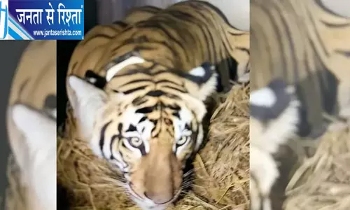 बिहार से पहली बार बाघिन का दूसरे राज्य में स्थानांतरण, VTR से बक्सा टाइगर रिजर्व भेजी गई बिहार से पहली बार बाघिन का दूसरे राज्य में स्थानांतरण, VTR से बक्सा टाइगर रिजर्व भेजी गई