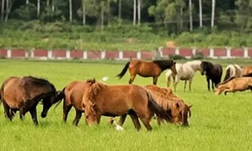 काकचिंग में संदिग्ध बीमारी फैलने से सात मणिपुरी टट्टुओं की मौत काकचिंग में संदिग्ध बीमारी फैलने से सात मणिपुरी टट्टुओं की मौत