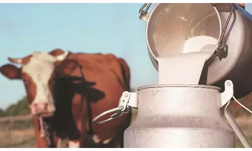 इंदौर में 1 अक्टूबर से महंगा होगा दूध, अब 68 रुपये लीटर देना होगा इंदौर में 1 अक्टूबर से महंगा होगा दूध, अब 68 रुपये लीटर देना होगा