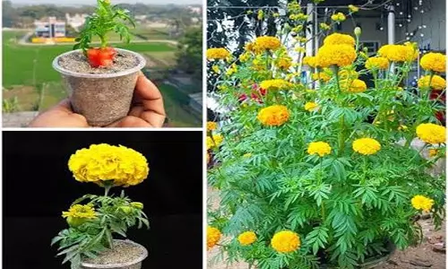 दिवाली सजावट के लिए घर पर उगाएं गेंदे के फूल  जानें आसान तरीका