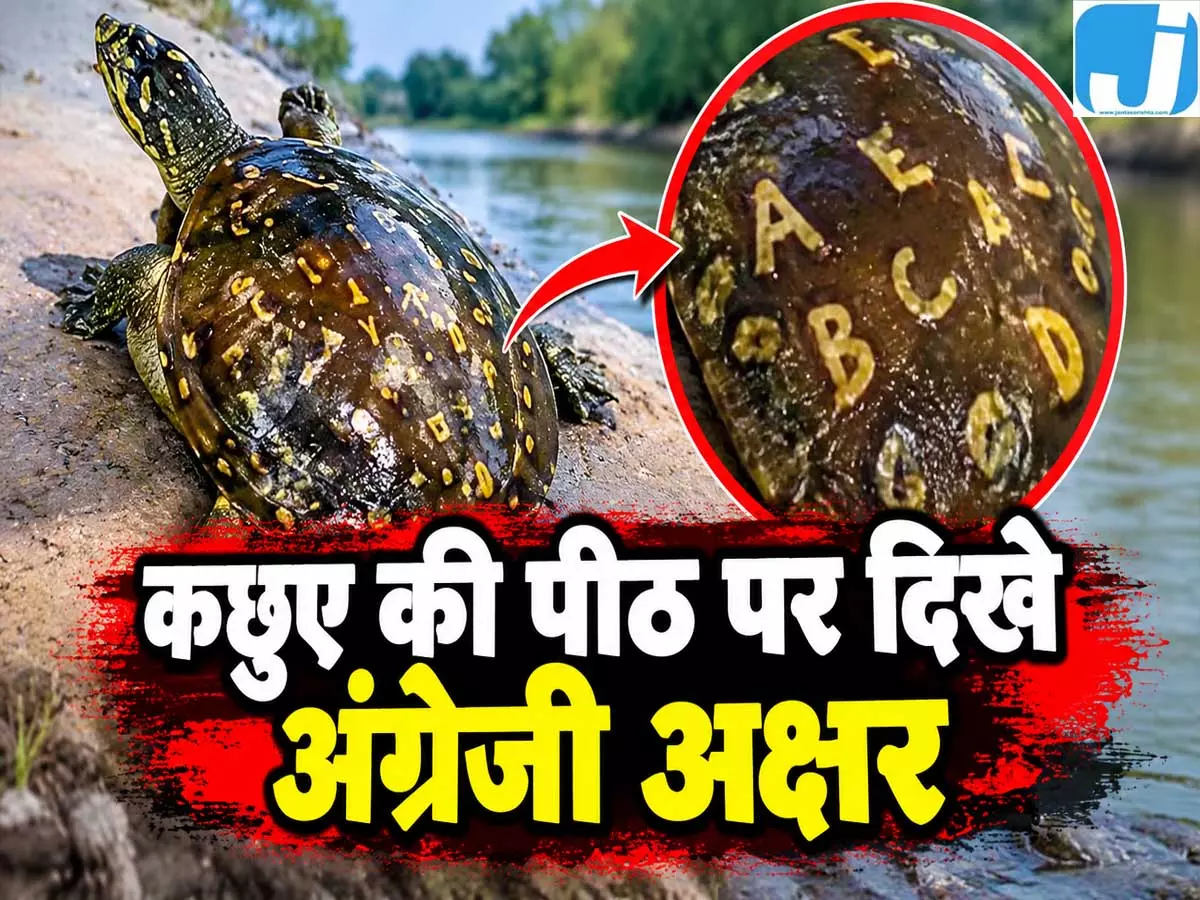 गंडक के बाढ़ के पानी में मिला ‘अक्षरों वाला’ कछुआ, देखकर हैरान रह गए लोग गंडक के बाढ़ के पानी में मिला ‘अक्षरों वाला’ कछुआ, देखकर हैरान रह गए लोग