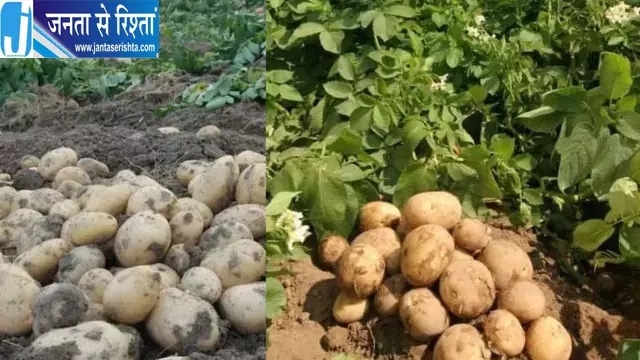 शिमला की उन्नत आलू तकनीक पहुंचेगी ताजिकिस्तान, भारत ने बढ़ाया कृषि सहयोग शिमला की उन्नत आलू तकनीक पहुंचेगी ताजिकिस्तान, भारत ने बढ़ाया कृषि सहयोग