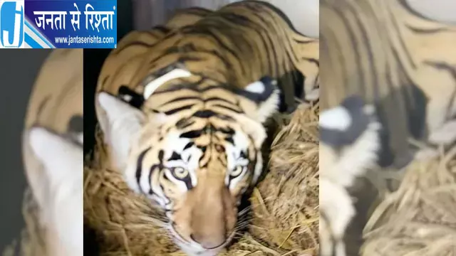 बिहार से पहली बार बाघिन का दूसरे राज्य में स्थानांतरण, VTR से बक्सा टाइगर रिजर्व भेजी गई बिहार से पहली बार बाघिन का दूसरे राज्य में स्थानांतरण, VTR से बक्सा टाइगर रिजर्व भेजी गई