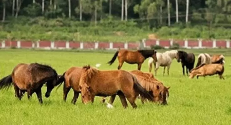 काकचिंग में संदिग्ध बीमारी फैलने से सात मणिपुरी टट्टुओं की मौत काकचिंग में संदिग्ध बीमारी फैलने से सात मणिपुरी टट्टुओं की मौत