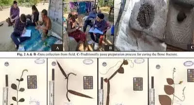 त्रिपुरा अध्ययन: हड्डी जोड़ने वाले 67 औषधीय पौधे चिन्हित त्रिपुरा अध्ययन: हड्डी जोड़ने वाले 67 औषधीय पौधे चिन्हित