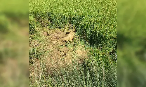 हाथी के हमले ने ली युवक की जान, खेत में मिला शव