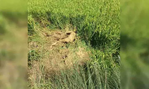 हाथी के हमले ने ली युवक की जान, खेत में मिला शव
