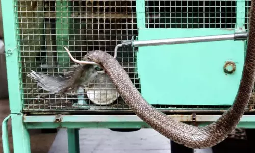 तोते के पिंजरे में पहुंचा 5 फीट का कोबरा, फन फैलाकर बैठा देख परिवार के उड़े होश