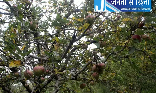हिमाचल में सेब खरीद एक दशक के निचले स्तर पर हिमाचल में सेब खरीद एक दशक के निचले स्तर पर
