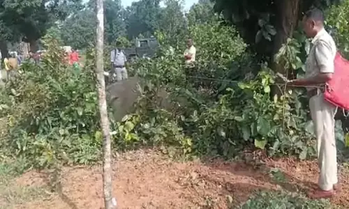 फसल बचाने लगाए बिजली तार ने ली हाथी के बच्चे की जान, रातभर चिंघाड़ता रहा झुंड फसल बचाने लगाए बिजली तार ने ली हाथी के बच्चे की जान, रातभर चिंघाड़ता रहा झुंड