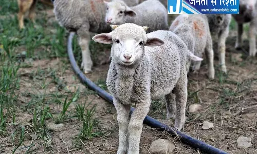 ऊन की पैदावार बढ़ी फिर भी भेड़ पालक नाखुश