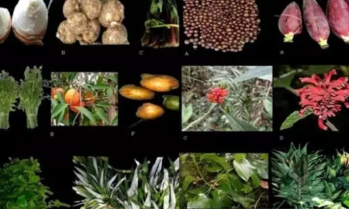 तिनसुकिया का समृद्ध खानपान: 96 जंगली पौधों पर हुआ बड़ा अध्ययन