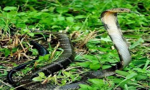 27 किंग कोबरा के अध्ययन से खुलासा: उत्तरी किंग कोबरा की आबादी पर अहम शोध