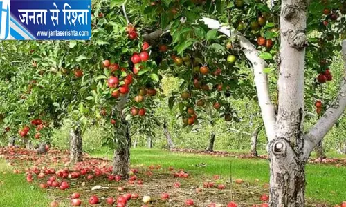 कश्मीर में समय से पहले सेब गिरने पर जांच तेज, ‘सुपर एम-45’ के बैच पर उठे सवाल कश्मीर में समय से पहले सेब गिरने पर जांच तेज, ‘सुपर एम-45’ के बैच पर उठे सवाल