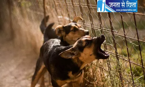 हिमाचल में कुत्ते के हमले पर मुआवजे की मांग