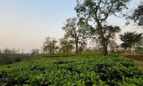 सेंगलुंग: असम का मनीराम दीवान का भूला हुआ चाय बागान