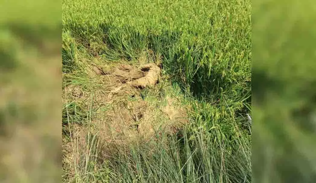 हाथी के हमले ने ली युवक की जान, खेत में मिला शव हाथी के हमले ने ली युवक की जान, खेत में मिला शव