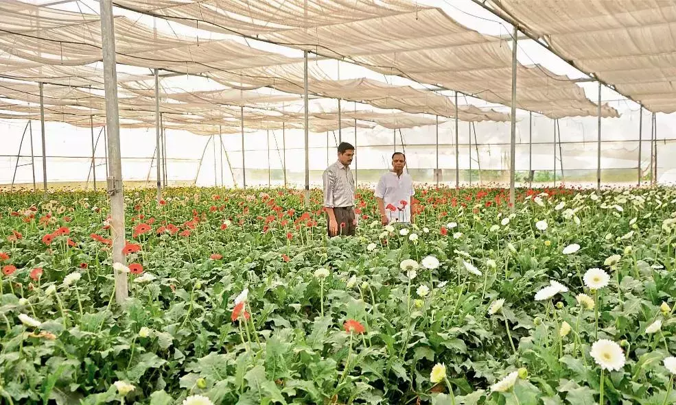 Andhra: नंद्याल को ₹986.63 करोड़ की बागवानी विकास योजना मिली Andhra: नंद्याल को ₹986.63 करोड़ की बागवानी विकास योजना मिली