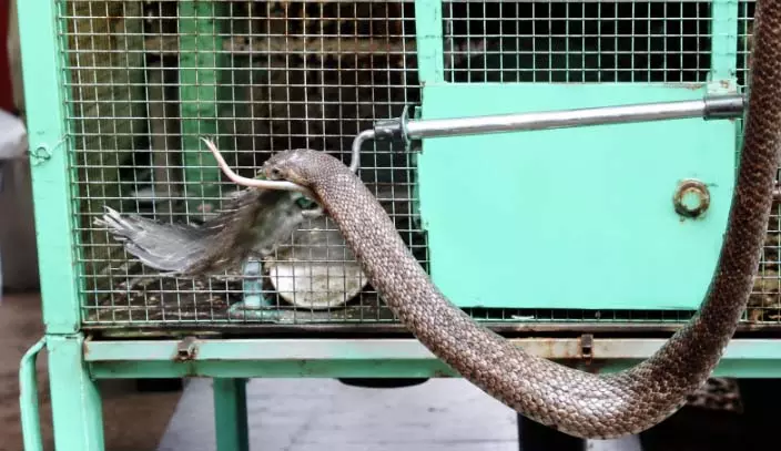 तोते के पिंजरे में पहुंचा 5 फीट का कोबरा, फन फैलाकर बैठा देख परिवार के उड़े होश तोते के पिंजरे में पहुंचा 5 फीट का कोबरा, फन फैलाकर बैठा देख परिवार के उड़े होश