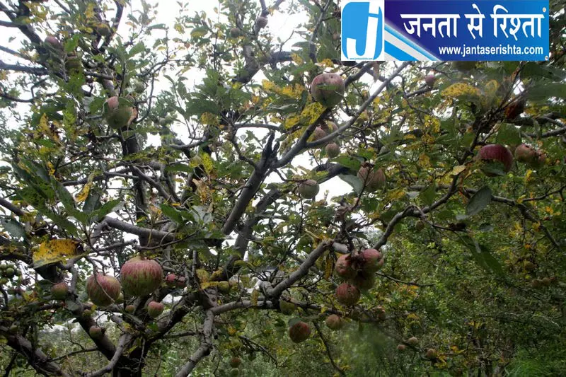 हिमाचल में सेब खरीद एक दशक के निचले स्तर पर हिमाचल में सेब खरीद एक दशक के निचले स्तर पर
