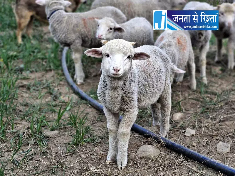 ऊन की पैदावार बढ़ी फिर भी भेड़ पालक नाखुश ऊन की पैदावार बढ़ी फिर भी भेड़ पालक नाखुश