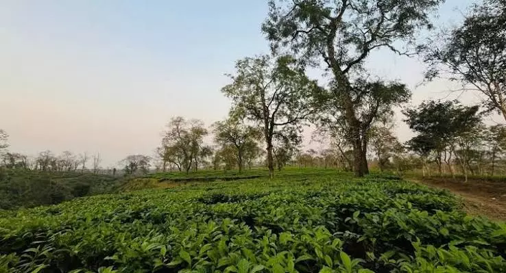 सेंगलुंग: असम का मनीराम दीवान का भूला हुआ चाय बागान सेंगलुंग: असम का मनीराम दीवान का भूला हुआ चाय बागान