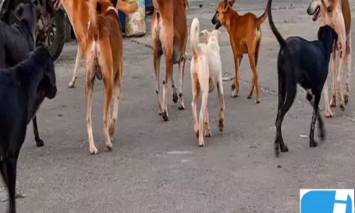 आवारा कुत्तों की बढ़ती संख्या पर सरकार सख्त, सभी जिलों तक पहुंचेगी मुहिम
