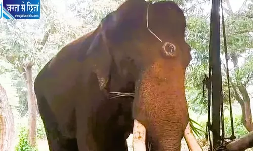 सक्रेबैलु एलिफेंट कैंप में 32 वर्षीय हाथी शौर्य की मौत, बीमारी के बाद चल रहा था इलाज