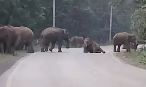 सड़क पर उतरा 49 हाथियों का दल, थम गया यातायात