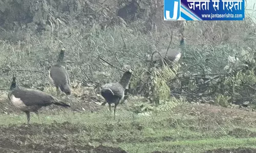 लोंगोवाल में पेड़ों की कटाई पर विवाद