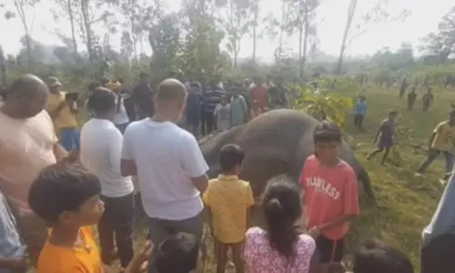 खेत में मृत पाई गई हथिनी, दोनों दांत काट ले गए तस्कर खेत में मृत पाई गई हथिनी, दोनों दांत काट ले गए तस्कर