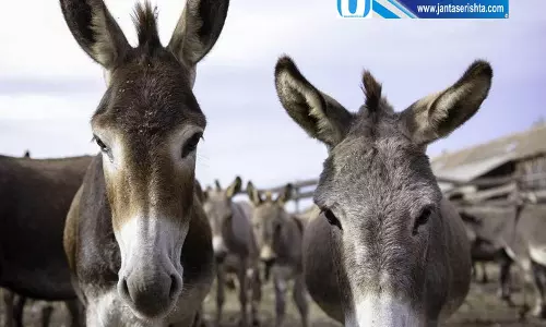 गधे की पीटकर हत्या से हंगामा